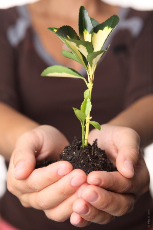 Plante dans les mains